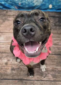 Anastasia -  Mixed Breed Dog for Adoption in Hamilton, Ohio - Anastasia | PetCurious