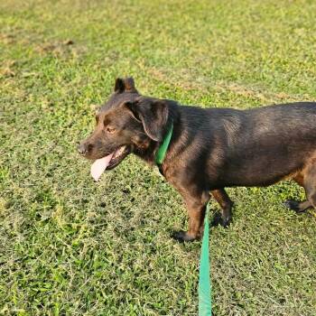 Juliet -  Labrador Retriever and Mixed Breed Dog for Adoption in West Point, Mississippi - Juliet | PetCurious