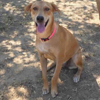 Rescue Coonhound and Mixed Breed Dogs for Adoption in Floresville, Texas - Sweetie | PetCurious