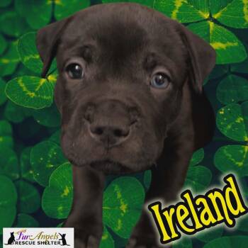 Mixed Breed Dogs Available for Adoption - Ireland | PetCurious