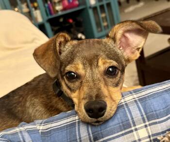 Italian Greyhound and German Pinscher Dogs Available for Adoption - Tortellini  | PetCurious