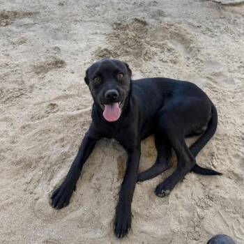 REN -  Labrador Retriever and Mixed Breed Dog for Adoption in Riverside, California - REN | PetCurious