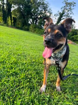 Greta -  Mixed Breed Dog for Adoption in Huntsville, Alabama - Greta | PetCurious