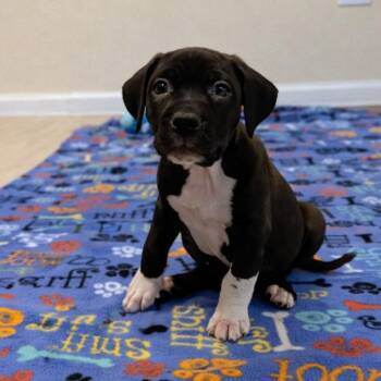 Mixed Breed Dogs Available for Adoption - Mirabella | PetCurious