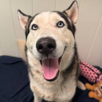Haaland -  Husky and Mixed Breed Dog for Adoption in Los Angeles, California - Haaland | PetCurious