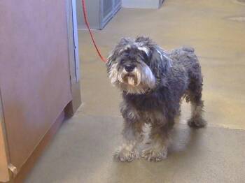 Rescue Schnauzer Dogs for Adoption in Sacramento, California - A904259 | PetCurious