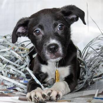 WEBBY -  Pit Bull Terrier and Mixed Breed Dog for Adoption in St. Louis, Missouri - WEBBY | PetCurious