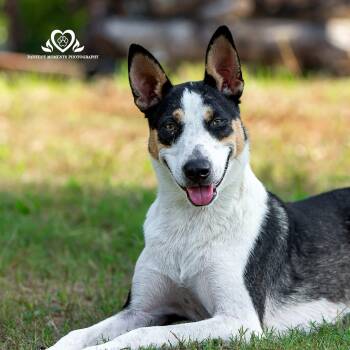 Brain -  Australian Shepherd and Australian Cattle Dog Blue Heeler Dog for Adoption in Houston, Texas - Brain | PetCurious