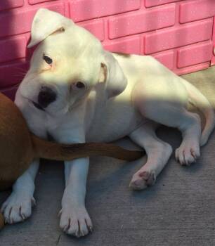 Serrano -  Mixed Breed Dog for Adoption in Kenosha, Wisconsin - Serrano | PetCurious