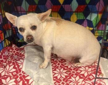 Chihuahua Dogs Available for Adoption - Susie | PetCurious