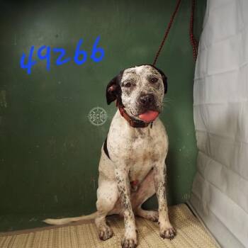 Retro -  Labrador Retriever and Mixed Breed Dog for Adoption in Springfield, Missouri - Retro | PetCurious