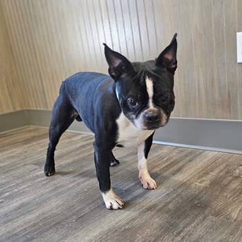 Rescue Boston Terrier Dogs for Adoption in Middletown, New York - POLO | PetCurious
