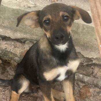 Evelyn -  Shepherd Dog for Adoption in Houston, Texas - Evelyn | PetCurious