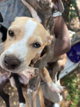 Mixed Breed Dogs Available for Adoption - PEANUT | PetCurious