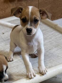 Chihuahua and Beagle Dogs Available for Adoption in Bolivar, Missouri - Relaxed | PetCurious