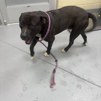 Mixed Breed Dogs Available for Adoption in Columbus, Georgia - 04/12/2025-Stray-AlexanderStreet | PetCurious