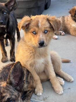 Bloomer -  Australian Shepherd and Australian Cattle Dog Blue Heeler Dog for Adoption in Fort Lupton, Colorado - Bloomer | PetCurious