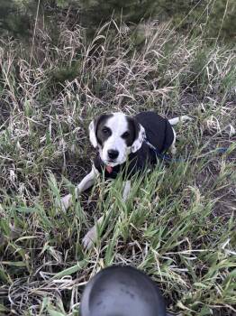 Collette -  Beagle and Hound Dog for Adoption in Parker, Colorado - Collette | PetCurious
