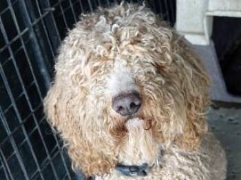 Cash -  Goldendoodle Dog for Adoption in Butte, Montana - Cash | PetCurious