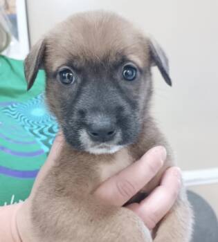 Rescue Husky and Mixed Breed Dogs for Adoption in Morton Grove, Illinois - Peppermint | PetCurious