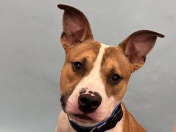 Benny -  Pit Bull Terrier and Mixed Breed Dog for Adoption in Golden Valley, Minnesota - Benny | PetCurious