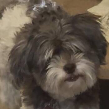 Pearl -  Havanese Dog for Adoption in Las Vegas, Nevada - Pearl | PetCurious