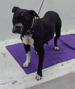 Rescue American Staffordshire Terrier and Mixed Breed Dogs for Adoption in Houston, Texas - MJ | PetCurious