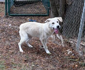 Julia -  Labrador Retriever and Shepherd Dog for Adoption in Little Rock, Arkansas - Julia | PetCurious
