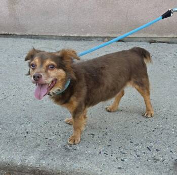 No Name Yet (cc7274) -  Dachshund Dog for Adoption in West Orange, New Jersey - No Name Yet (cc7274) | PetCurious