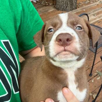 Magenta -  Pit Bull Terrier Dog for Adoption in Austin, Texas - Magenta | PetCurious