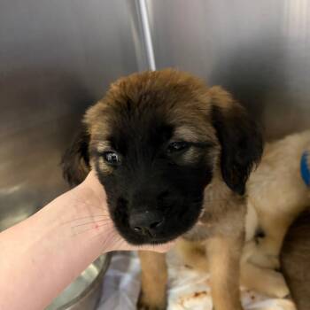 Mixed Breed Dogs Available for Adoption in Ardmore, Oklahoma - Faith | PetCurious