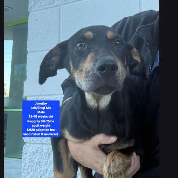 Jimothy -  Labrador Retriever and Shepherd Dog for Adoption in Oviedo, Florida - Jimothy | PetCurious
