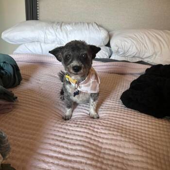 Goosy -  Terrier and Mixed Breed Dog for Adoption in Murray, Utah - Goosy | PetCurious