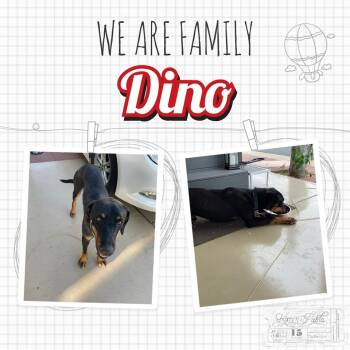 Rescue Doberman Pinscher and Mixed Breed Dogs for Adoption in Mesa, Arizona - Dino | PetCurious