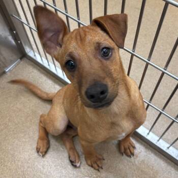 Teddy -  Dachshund and Mixed Breed Dog for Adoption in New Fairfield, Connecticut - Teddy | PetCurious