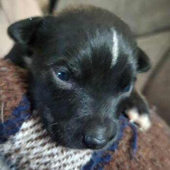 Angus -  Hound and Mixed Breed Dog for Adoption in Pittsburg, Kansas - Angus | PetCurious