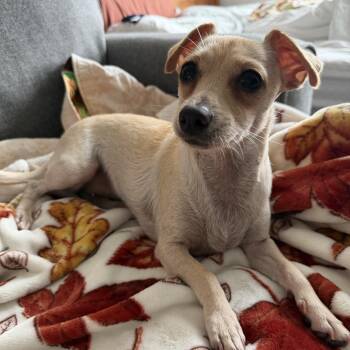 Dixie -  Chihuahua Dog for Adoption - Dixie | PetCurious