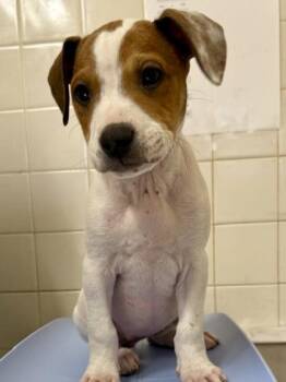 Terrier and Retriever Dogs Available for Adoption in San Antonio, Texas - Strawberry | PetCurious