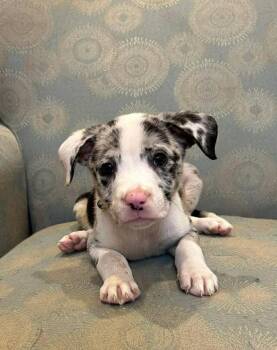 Priscilla -  Catahoula Leopard Dog Dog for Adoption in West Peoria, Illinois - Priscilla | PetCurious