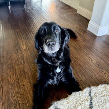 Rescue Flat Coated Retriever Dogs for Adoption in Denton, Texas - River The "Flattie" | PetCurious