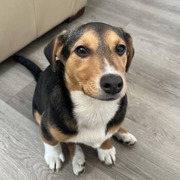 Jack Russell Terrier and German Shepherd Dog Dogs Available for Adoption - Nellie D68598 | PetCurious