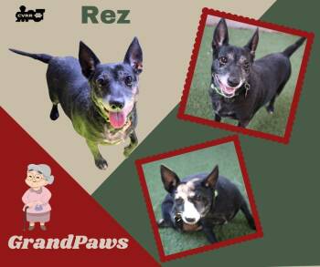 Rescue Chihuahua and Terrier Dogs for Adoption in Lindsay, California - Rez (GrandPaws) | PetCurious