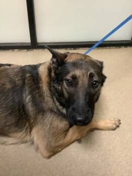 Rescue Belgian Shepherd Malinois and Mixed Breed Dogs for Adoption in Fort Worth, Texas - Luna | PetCurious