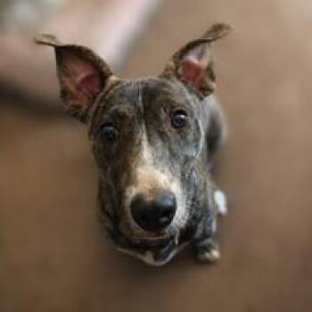 *** Link -  Dachshund Dog for Adoption in Oceanside, California - *** Link | PetCurious