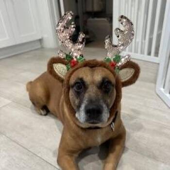 Boxer Dogs Available for Adoption - Pecan | PetCurious