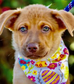 Sol -  Labrador Retriever and Shepherd Dog for Adoption in Orlando, Florida - Sol | PetCurious