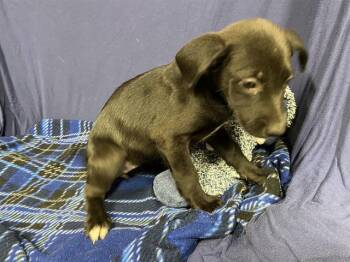 Labrador Retriever and Mixed Breed Dogs Available for Adoption in Modesto, California - A609234 | PetCurious