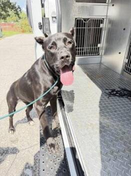 Hilda -  Cane Corso and Mixed Breed Dog for Adoption in South Bend, Indiana - Hilda | PetCurious