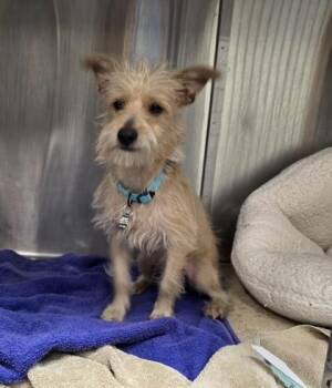 Marty -  Terrier and Mixed Breed Dog for Adoption in Honolulu, Hawaii - Marty | PetCurious