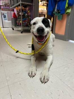 Mixed Breed Dogs Available for Adoption in Morgantown, Kentucky - Sunny | PetCurious